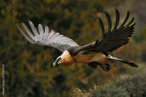 Vulture in flight with full wingspan