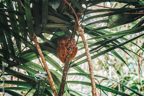 Tarsier is a nocturnal species and one of the smallest known primate that can be found in Bohol, Philippies. photo