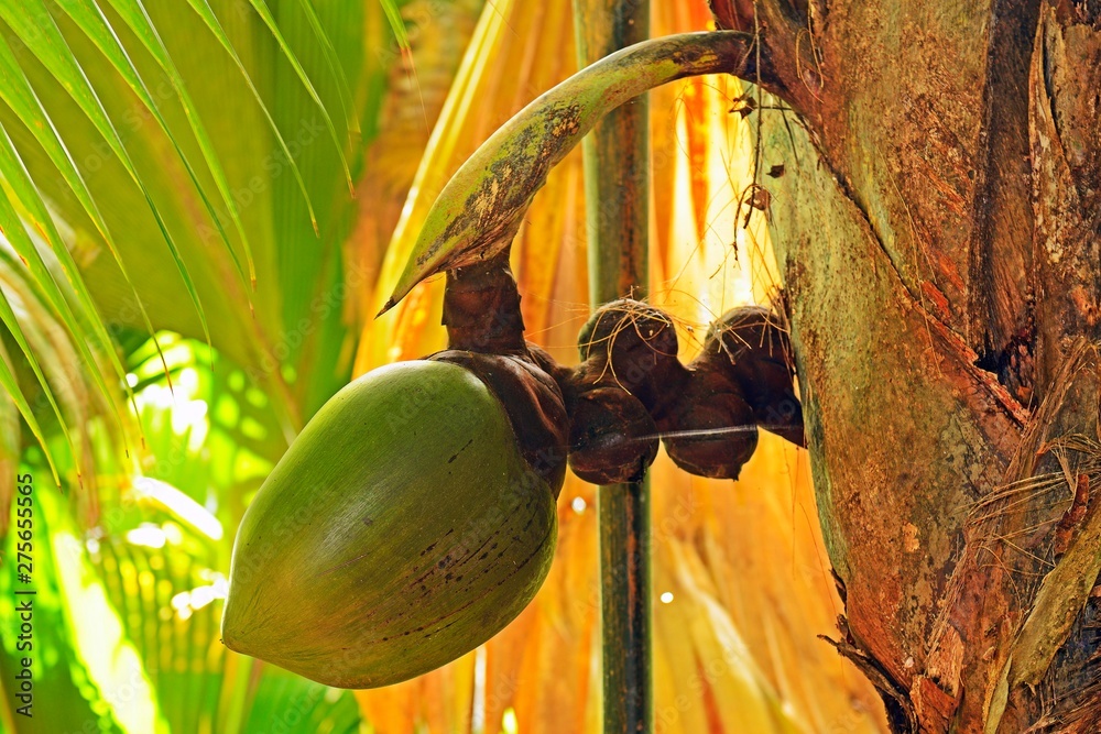 Coco de Mer, coconut, world's largest seed, sea coconut (Lodoicea ...