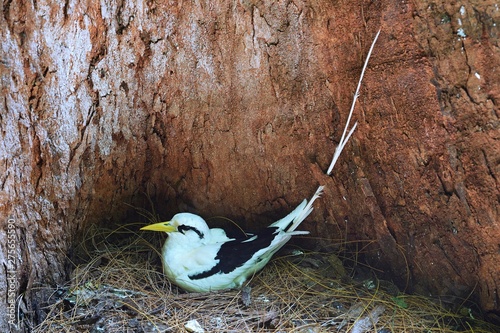 White-tailed tropicbird (Phaethon lepturus lepturus), brooding in a hollow palm trunk, Cousin island, Seychelles, Africa