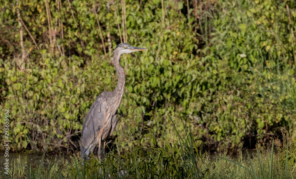 Fototapeta premium great blue heron
