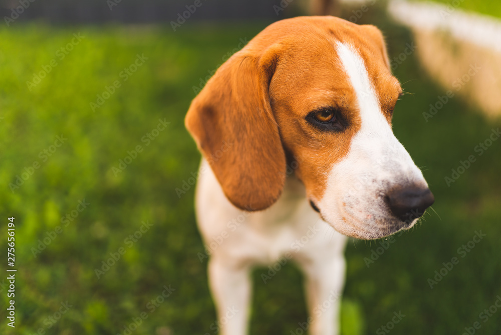 Beagle dog standing in shade on grass hiding from summer sun