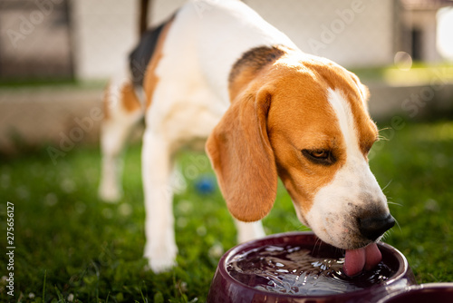 Wallpaper Mural Beagle dog drinking water to cool off in shade Torontodigital.ca