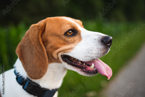 Beagle dog with tongue out, overheating from summer air