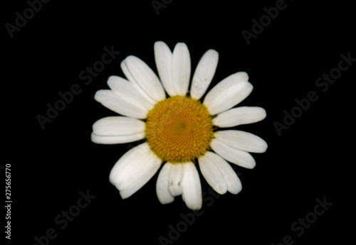 daisy on black background