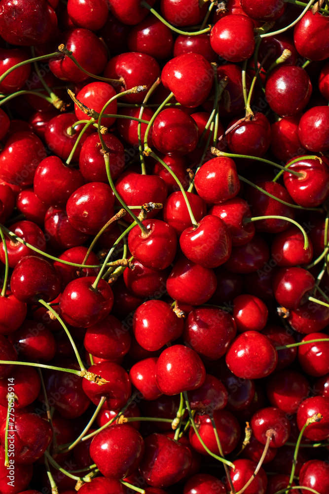 freshly collected cherries freshly collected cherries
