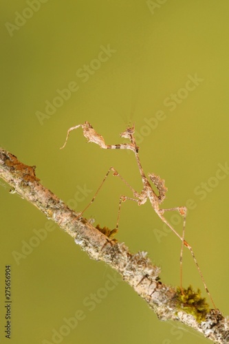 Ornate mantis (Gongylus gongylodes), Southeast Asia, captive photo