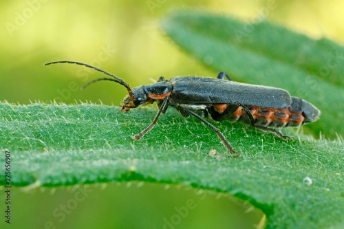 Rustic sailor beetle (Cantharis rustica), Hesse, Germany, Europe photo