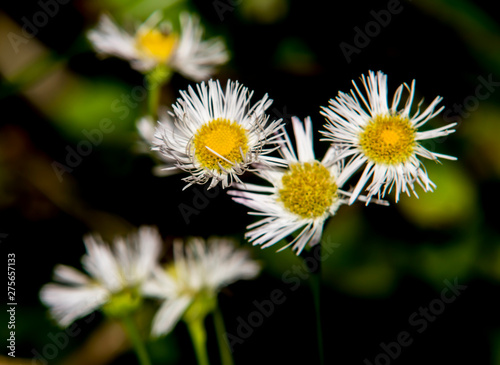daisies with a dark back ground © Spartaneyes