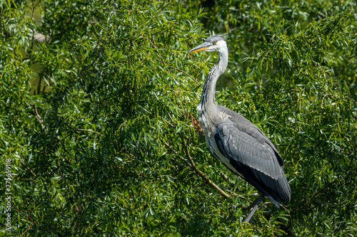 A grey heron standing on a tree