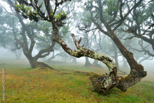 Old laurel forest or Laurissilva Forest, stinkwood (Ocotea foetens) trees in fog, UNESCO World Heritage Site, Fanal, Madeira, Portugal, Europe photo