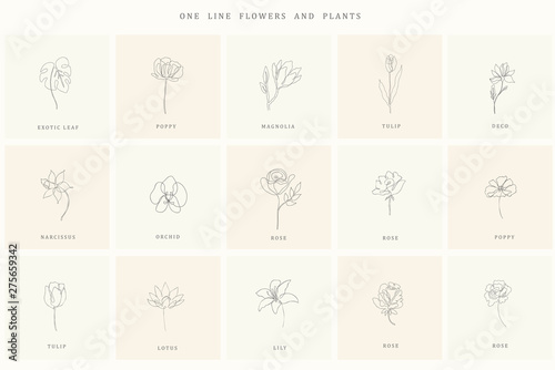 Set of floral design elements for logo.