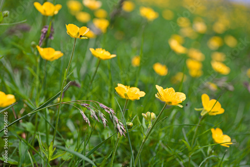 Blooming yellow buttercup meadow in a mountain pasture in the Alps of Piedmont  Italy.