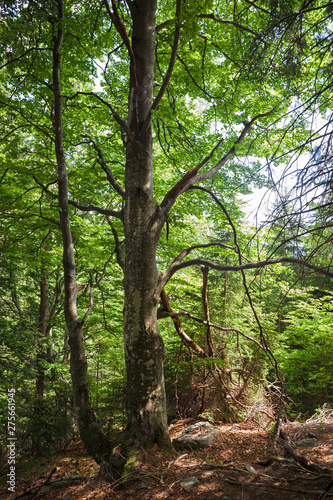 A beech forest on the slopes of a mountain.