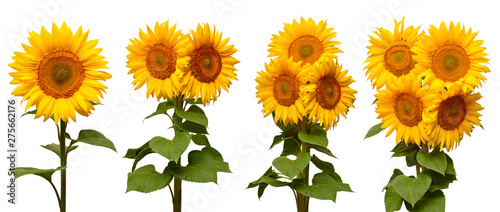 Fototapeta Naklejka Na Ścianę i Meble -  Sunflowers collection various bouquet isolated on white background. Sun symbol. Flowers yellow, agriculture. Seeds and oil. Flat lay, top view. Bio. Eco