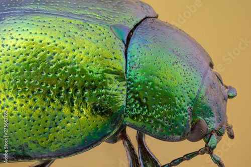 Mint leaf beetle - Chrysolina herbacea under microscope. 