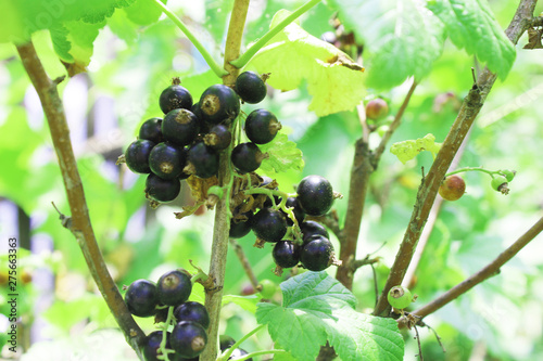 Riber nigrum commonly The blackcurrant or black currant , a woody shrub in the garden