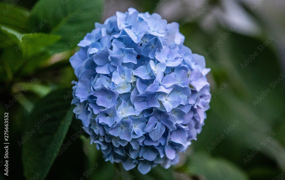Hydrangeas