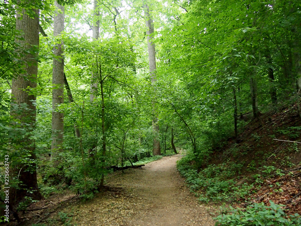 Fototapeta premium Dirt Path leading downwards through the Forest