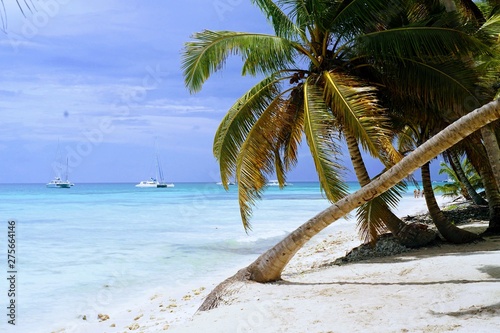 Palm trees on the Caribbean Sea on a beautiful beach and azure sea 