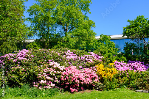 Wallpaper Mural スウェーデン　ハルムスタード　図書館横の公園の花　2019/5/23撮影 Torontodigital.ca