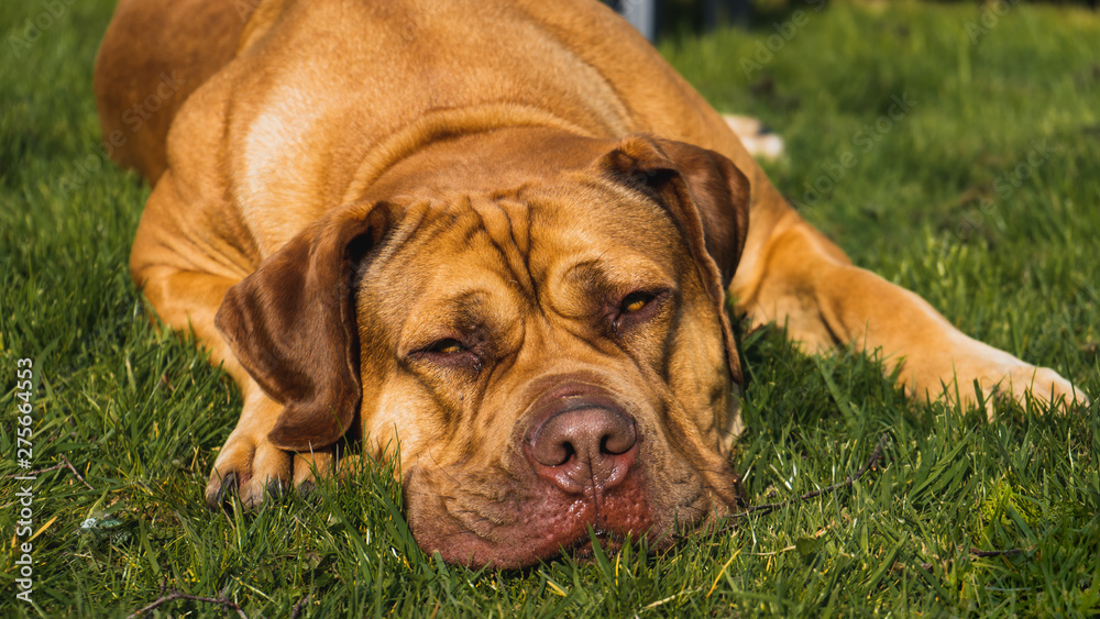 Boerboel dog breed resting - portrait in grass
