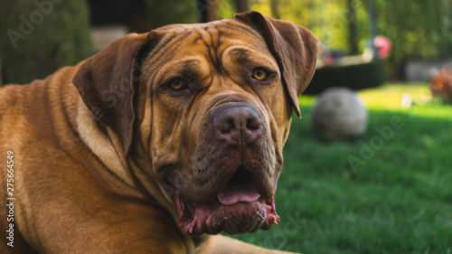 Boerboel dog breed portrait in the grass