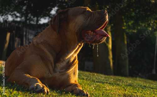Boerboel dog breed portrait in sunset light- relaxing outdoors photo