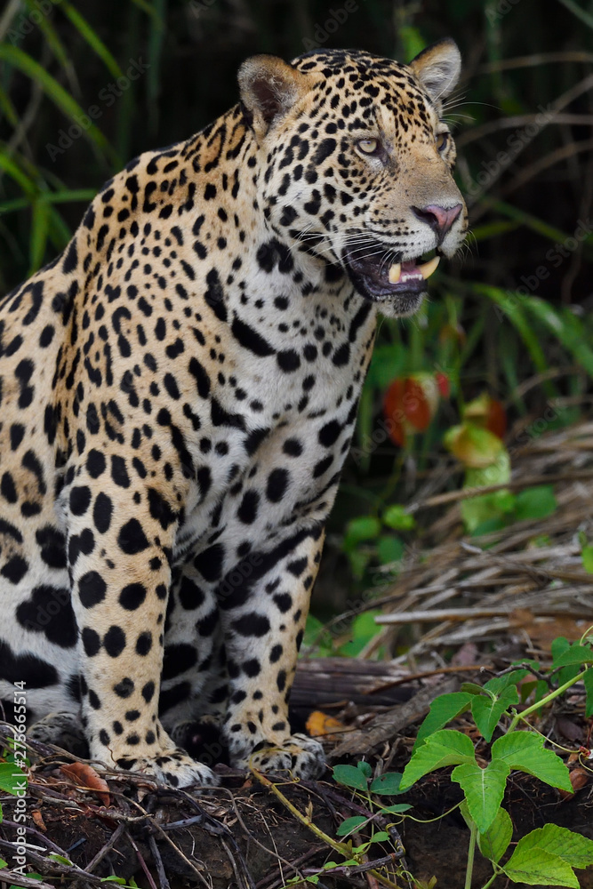 Jaguar sitting in Pantanal wetlands Jaguar sitting in Pantanal wetlands