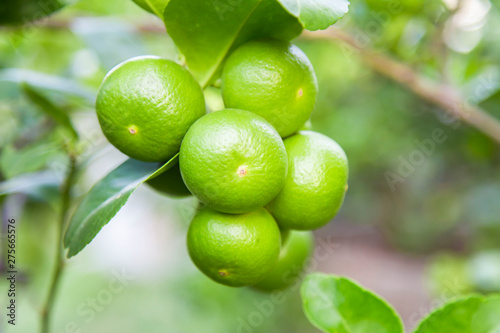 Lime green fruit is a bunch on the tree.