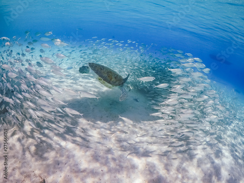  Swimming with Turtles Views around the small Caribbean Island of Curacao