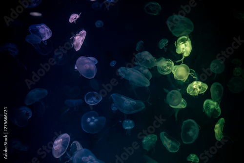 Jellyfish that lie under the deep sea.