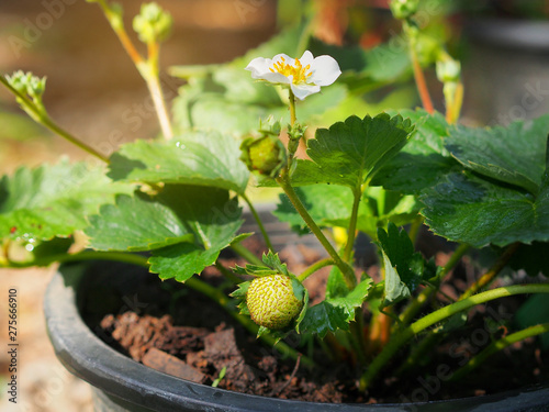 Gardening, Strawberry flower blooming in sunlight in the spring season.