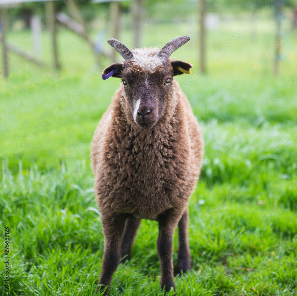 Fototapeta premium Soay sheep in field closeup