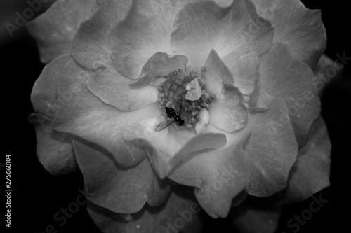 close up black and white flower