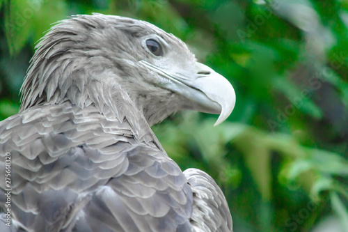 Portrait of Eagle, Close up of Eagle 