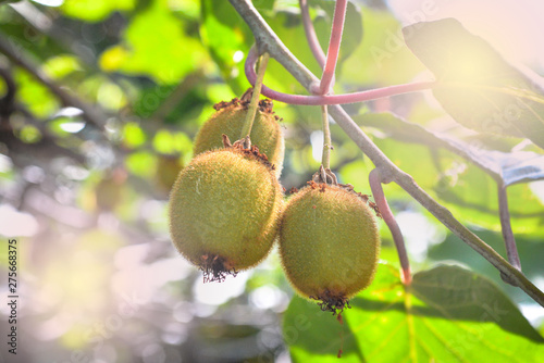 Kiwi Fruit Growing on Vine