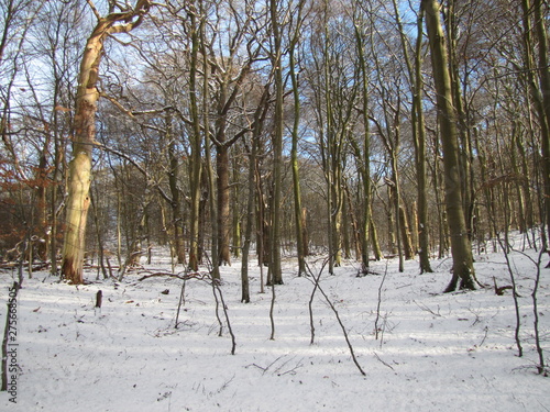 Winter Forest on the Isle of Vilm in Germany