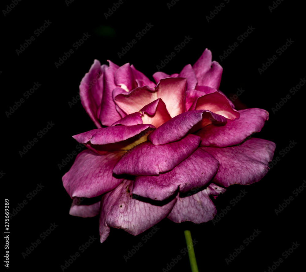 pink hibiscus flower on white background pink hibiscus flower on white background