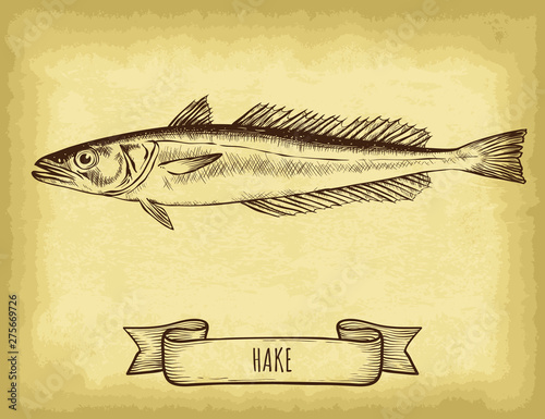 Hand drawn hake fish isolated. Old craft paper texture background. Ribbon banner. Engraved style vector illustration. Template for your design works.