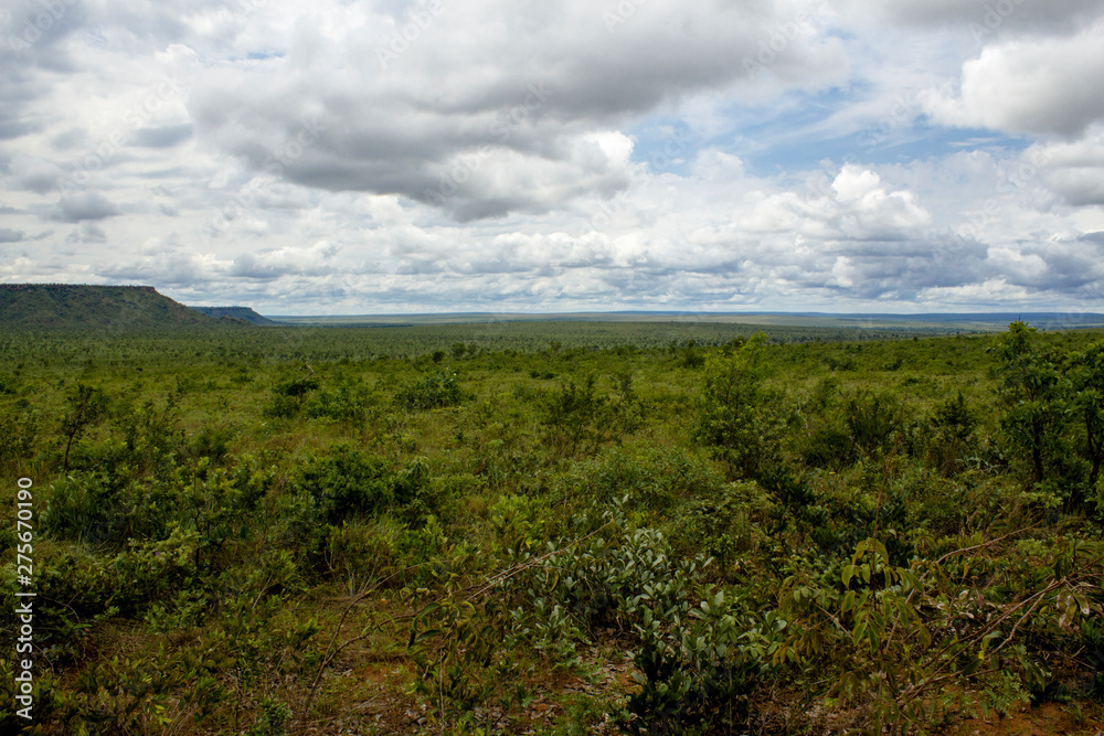 Fototapeta premium Cerrado