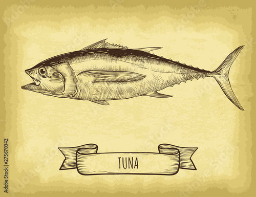 Hand drawn tuna isolated. Old craft paper texture background. Ribbon banner. Engraved style vector illustration. Template for your design works.