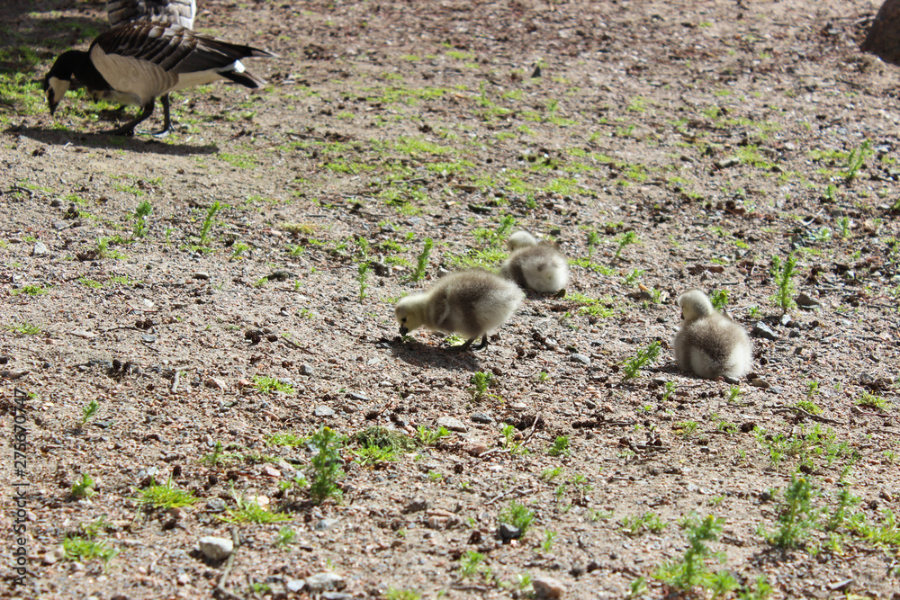 Birds in Finland, Helsinki. Ducks Birds in Finland, Helsinki. Ducks