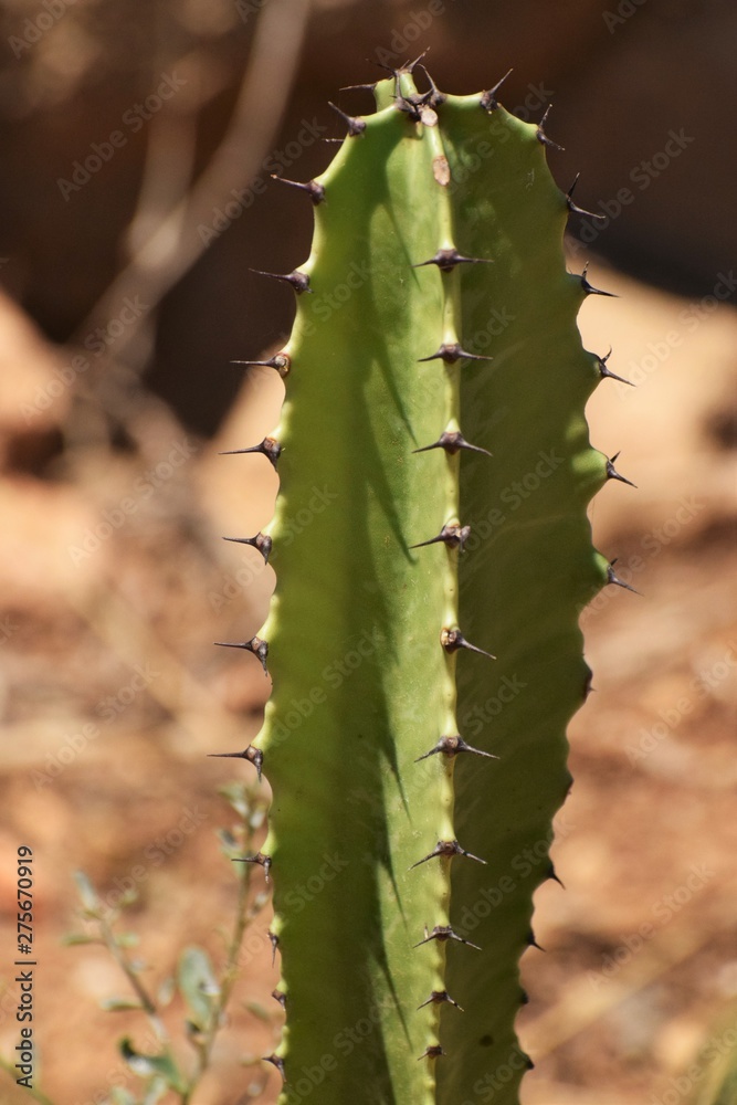 Beautiful cactus in the garden Beautiful cactus in the garden