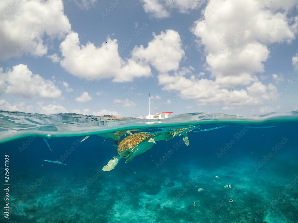custom made wallpaper toronto digital  Swimming with Turtles Views around the small Caribbean Island of Curacao