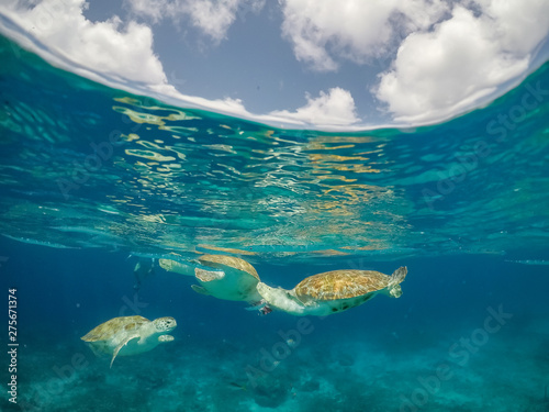 Fototapeta Naklejka Na Ścianę i Meble -    Swimming with Turtles Views around the small Caribbean Island of Curacao