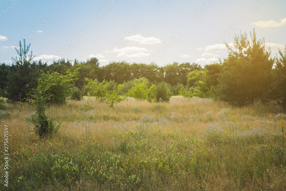lawn in the middle of the forest, glade among the trees. lawn in the middle of the forest, glade among the trees.