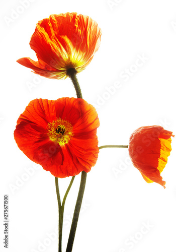 white background with poppies