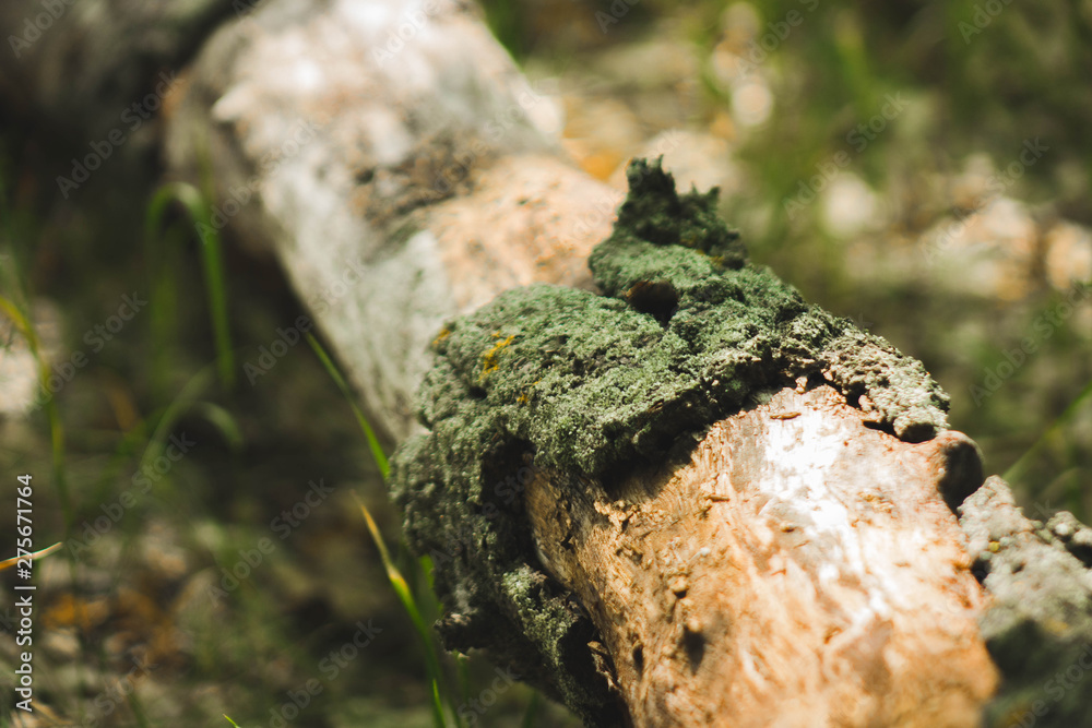 Obraz premium thin tree trunk lying on the floor half without bark