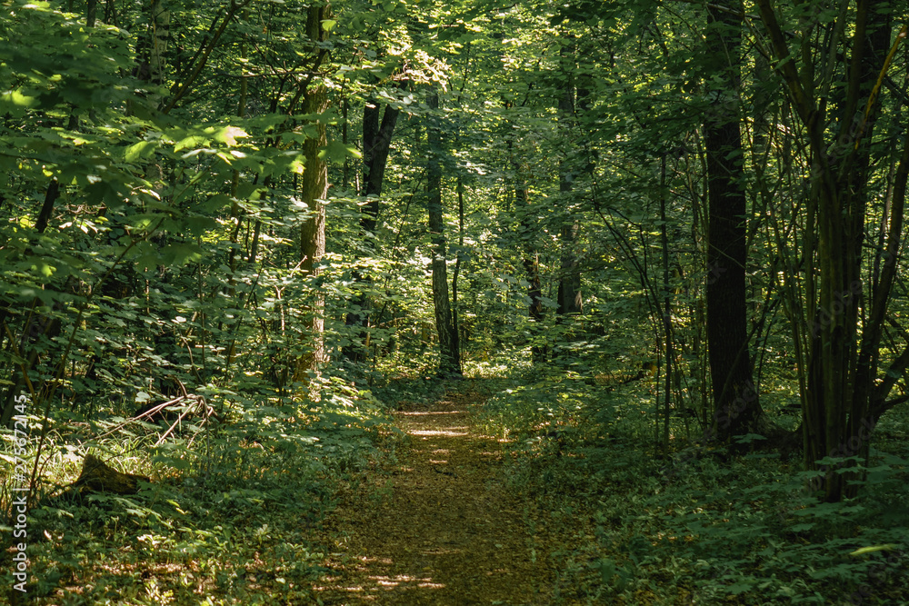 Obraz premium path along the center among the dense forest.